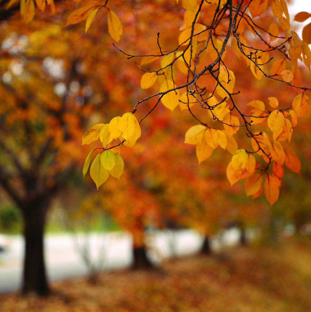 fall.jpg