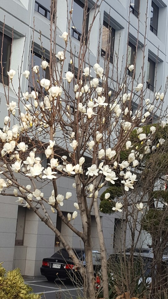 magnolia.jpg